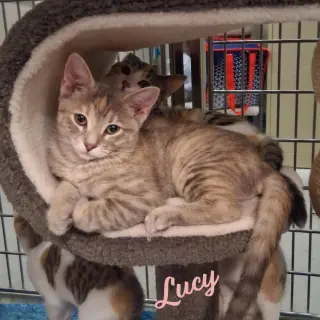 Lucy #microwave-box-litter