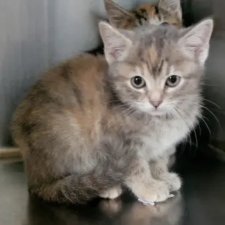Lucy #microwave-box-litter