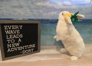 Dory