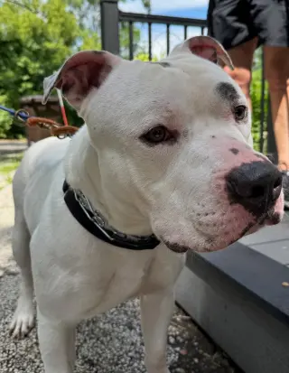Simba