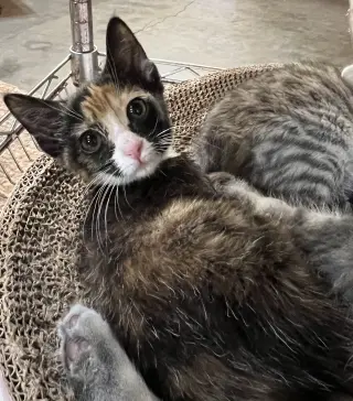 Cleo