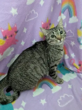 Rosie