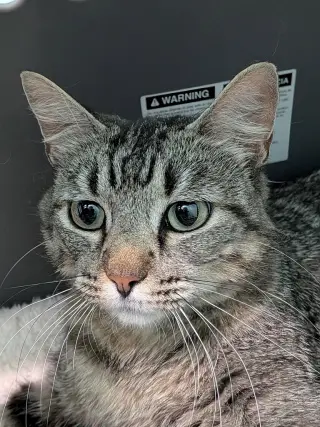 Rosie