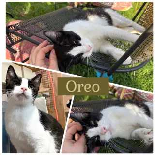 Mamma Oreo