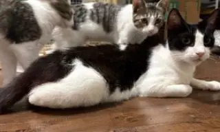Mamma Oreo