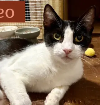 Mamma Oreo