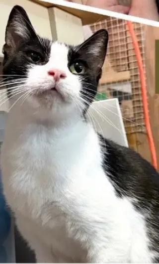 Mamma Oreo