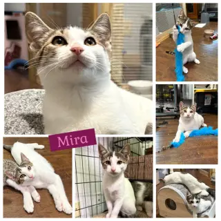 Mira