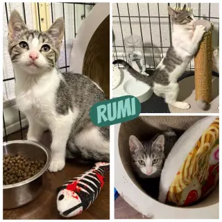 Rumi
