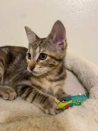Adora