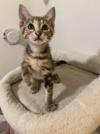 Adora