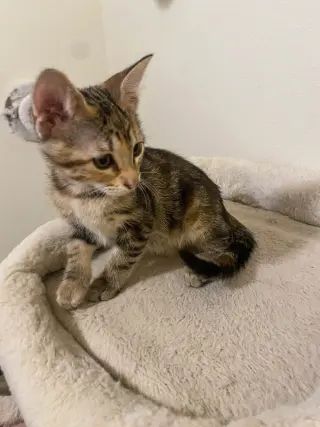 Adora