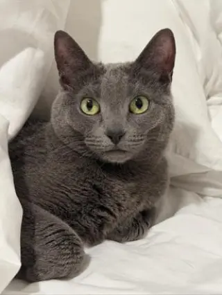 Tess