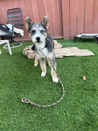 Gabriel