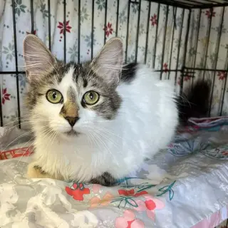 Lena