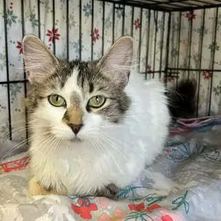 Lena