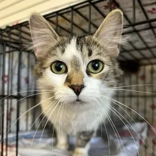 Lena