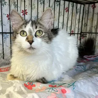 Lena