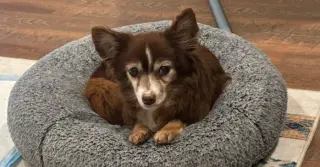 Coco~
