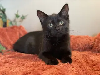 KitKat