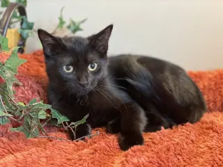 KitKat