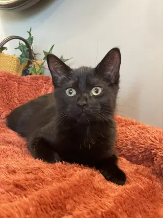KitKat