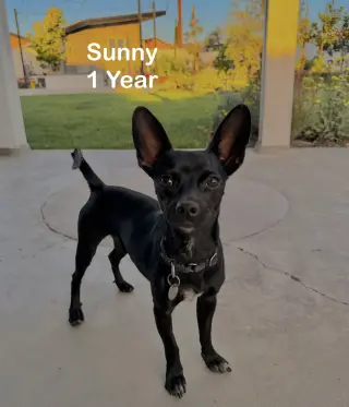 Sunny