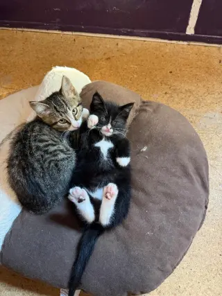 FIGARO