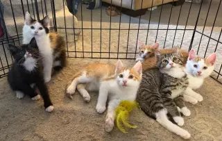 FIGARO