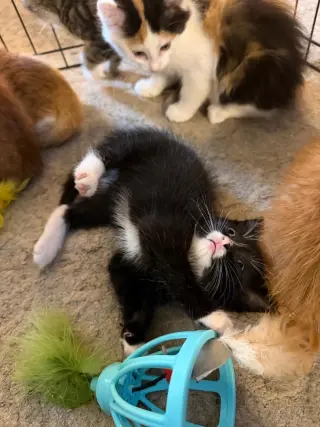 FIGARO