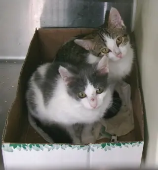 Barbie & Skipper