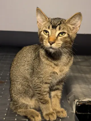 Georgie