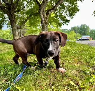 Franklin