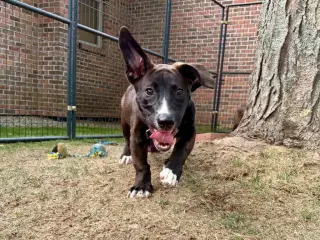 Franklin
