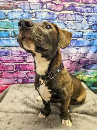 Franklin