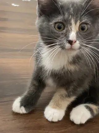 Daisy