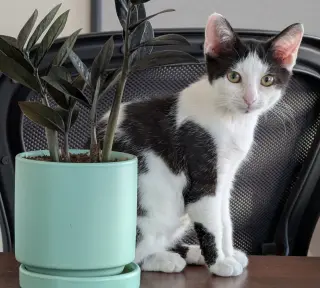 Martina (bonded with Fizzy)