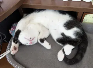 Martina (bonded with Fizzy)