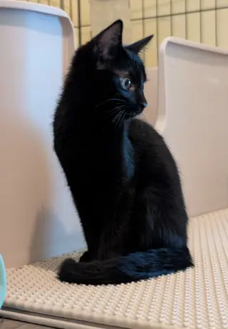 Fizzy (bonded with Martina)