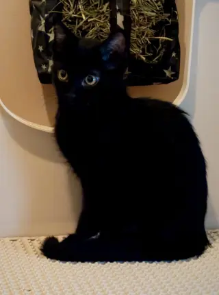 Fizzy (bonded with Martina)