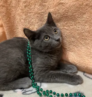 Rosie