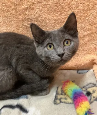 Rosie