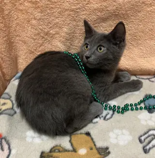 Rosie