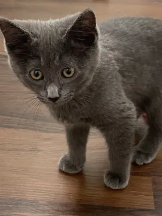 Rosie