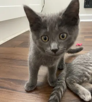 Rosie