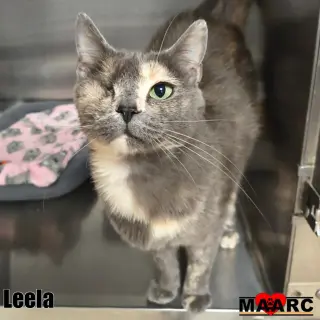 Leela