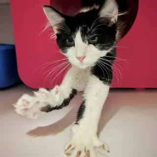 Atlas