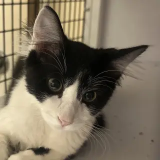 Atlas