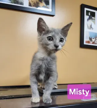 Misty
