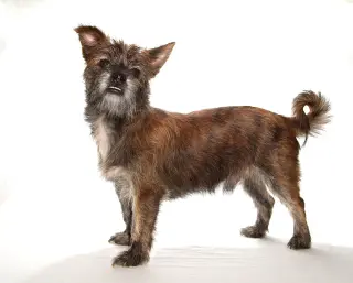 Tyson
